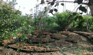 A mandala garden that I helped to mulch thickly with rice stalks before transplanting some eggplants. It's dry season in Bali and mulching really helps to retain moisture under the baking sun.