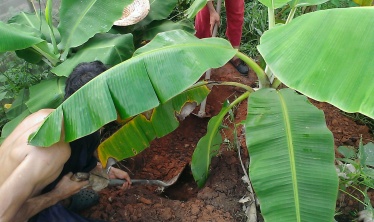 Digging Banana Circle