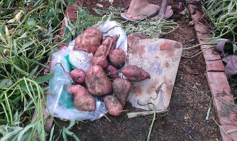 Some sweet potato tubers.
