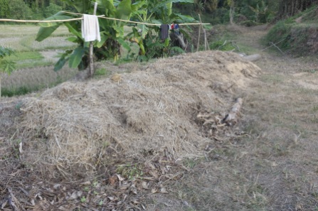 We had to endure ant bites to gather this compost pile.