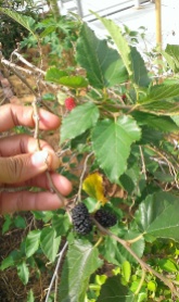 Our mulberry!