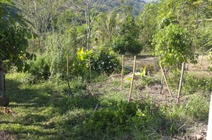 The original kitchen garden, with herbs hidden all over. The bamboo sticks act as markers.