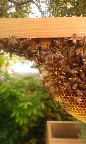 Spot the queen bee!