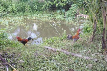 Kampung chickens going about their usual business.