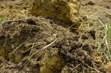 Decent soil...