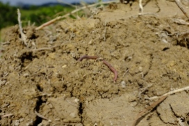 Even found an earthworm, a sign of fertility.