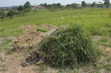 A bale of rice straw for mulching that we left here for too long. Plants are growing on it!