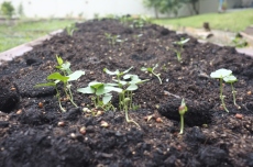 Cow pea sprouting.