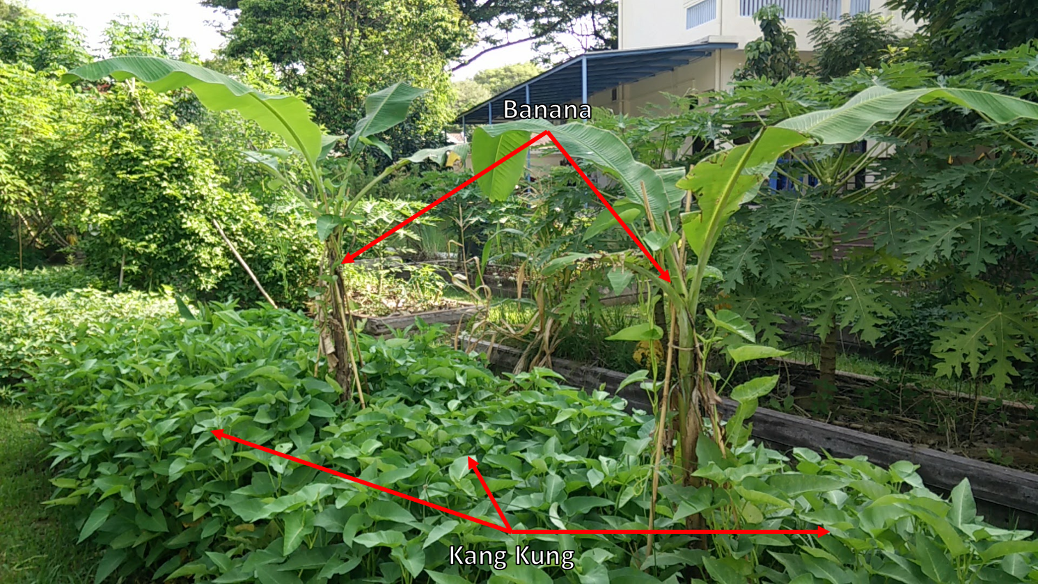 Image of Lettuce as companion plant for banana tree