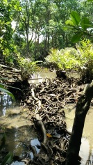 Beautiful roots that function as a bridge. The water looks clear and clean.