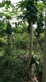 Papayas are growing well despite the high water table. They usually prefer well-draining soil.