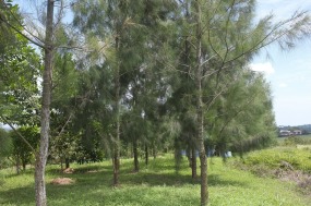 Two rows of casuarina trees.