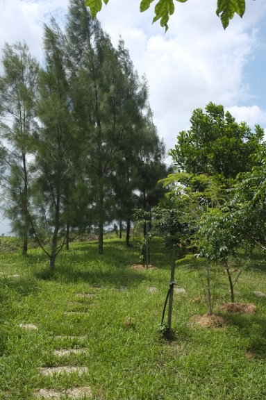 The tall Casuarina trees (left) provide wind and sun protection for the other trees (right).